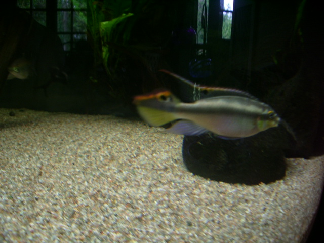 Pelvicachromis pulcher mâle Imgp5014