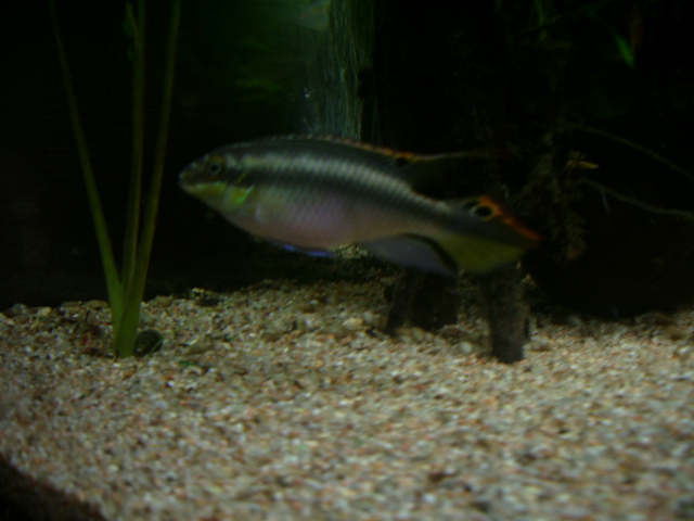 Pelvicachromis pulcher mâle Imgp5015