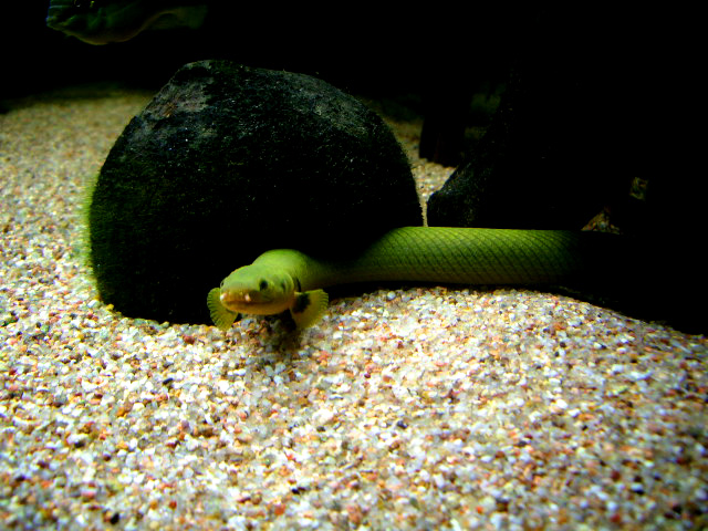 Concours photos "le poisson et son environnement aquatique" - Oscar le poisson - Page 4 Imgp5019
