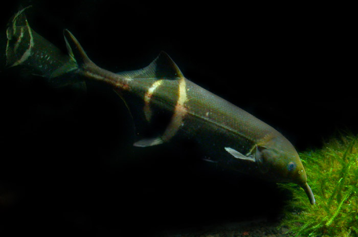 Les poissons-éléphants - Gnathonemus petersii Poisso16