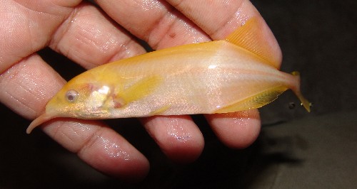 Gnathonemus petersii albinos Poisso18