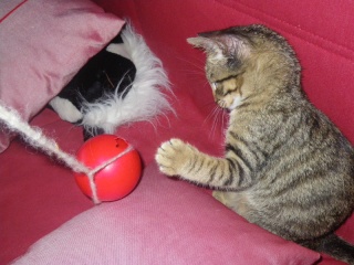 Filou (ex Gaston), chaton tigré, né vers début avril 2011 Imgp3215