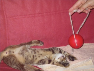 Filou (ex Gaston), chaton tigré, né vers début avril 2011 Imgp3221