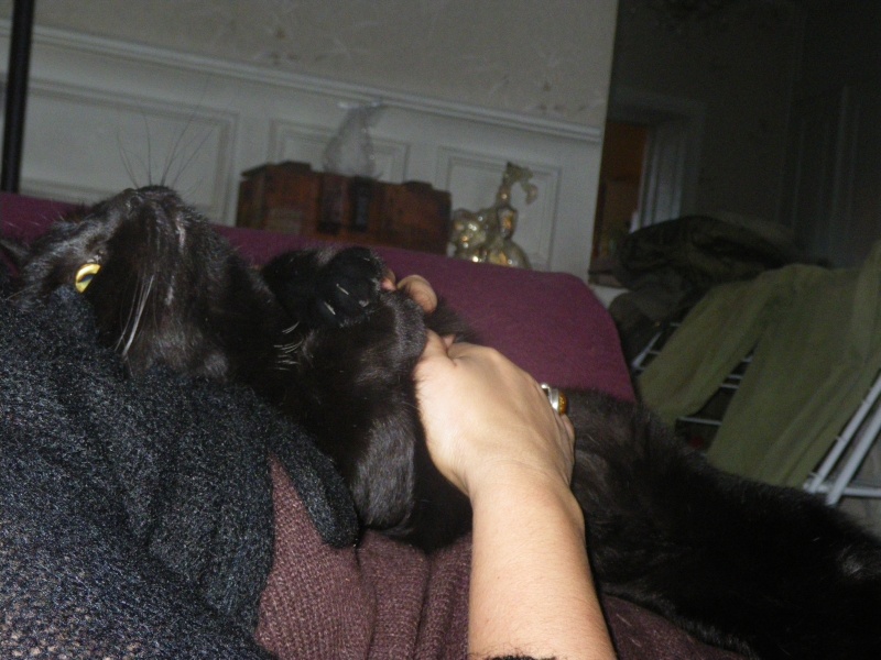 Danette, adorable panthère noire, née en 2010 Imgp3413