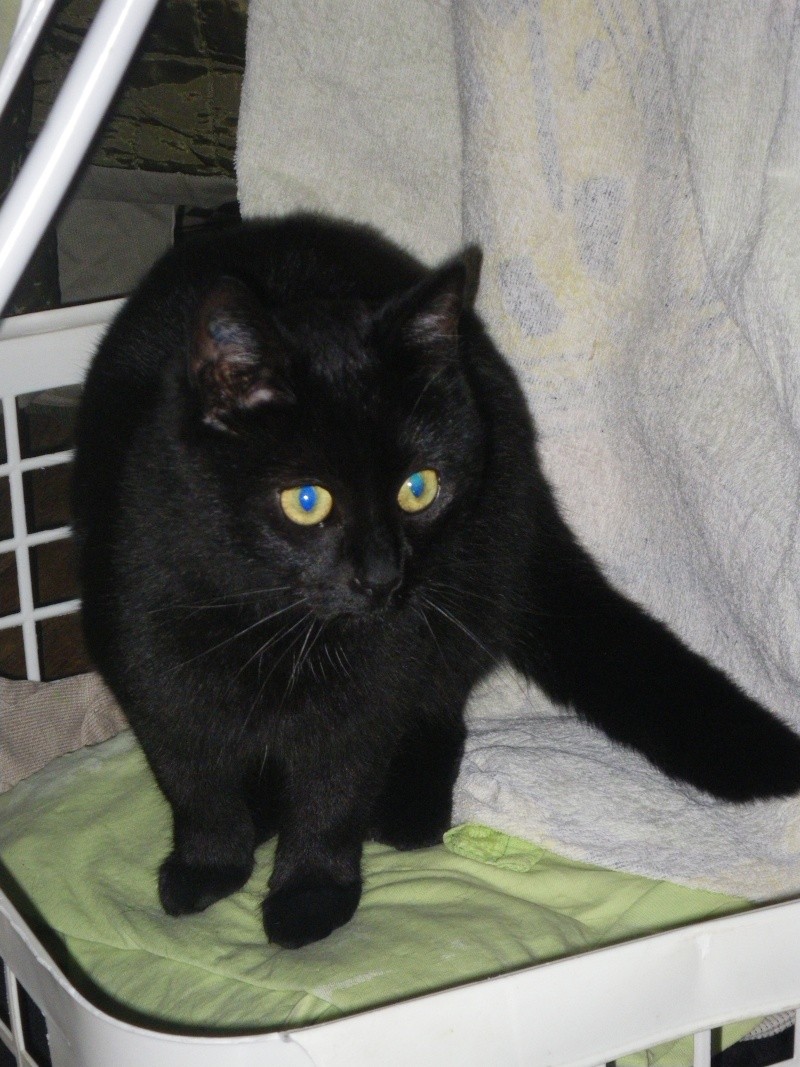 Danette, adorable panthère noire, née en 2010 Imgp3414