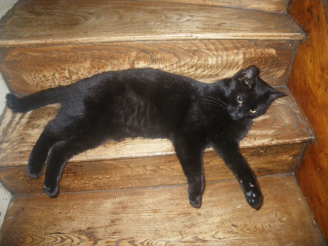 Danette, adorable panthère noire, née en 2010 Imgp3419