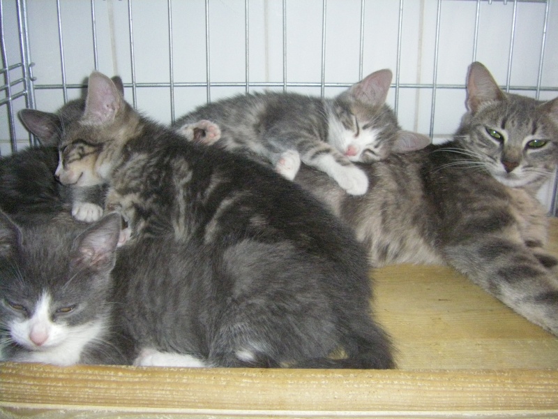 Grémil, chaton mâle tabby gris et blanc, né le 1er juin 2011 Imgp2927