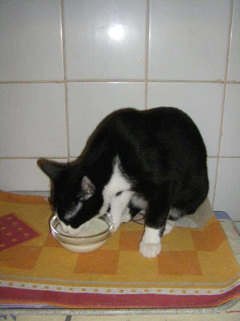 Kiwi chaton noir et blanc né le 2 mai 2011 Imgp3718