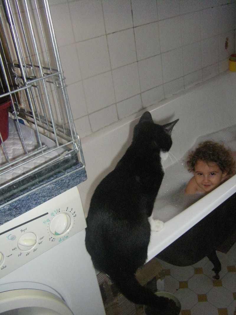 Kiwi chaton noir et blanc né le 2 mai 2011 Imgp3719
