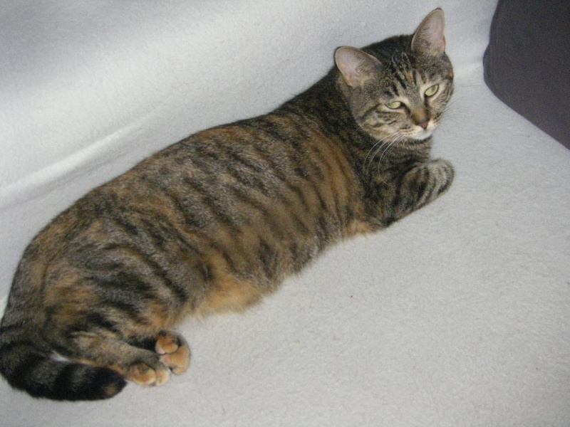Castafiore chatte tigrée née en septembre 2010 - réservée Imgp4522