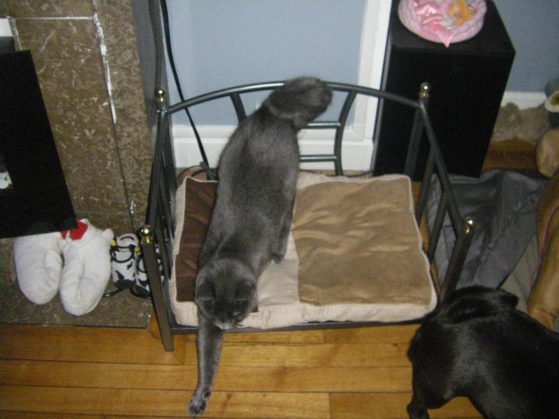 Odie, grand chaton typé chartreux, né le 25 Avril 2011 - réservé Imgp4625