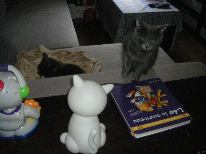 Odie, grand chaton typé chartreux, né le 25 Avril 2011 - réservé Imgp4626