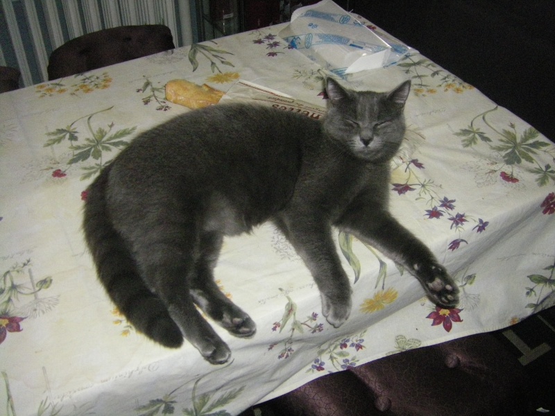 Odie, grand chaton typé chartreux, né le 25 Avril 2011 - réservé Imgp4717