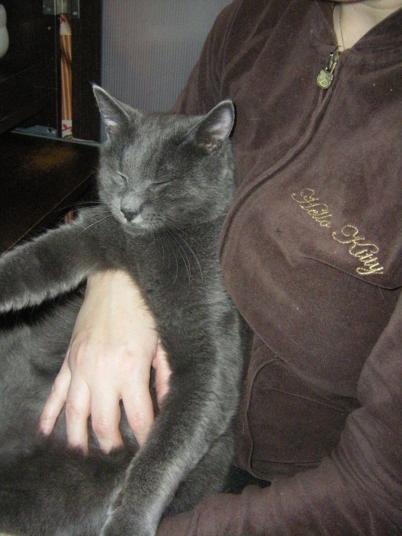 Odie, grand chaton typé chartreux, né le 25 Avril 2011 - réservé Imgp4719