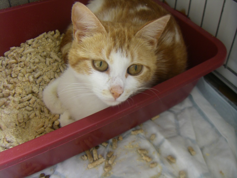 * [EN QUARANTAINE] ROXY, rousse et blanche, 3 ans - F et ses 4 chatons Imgp5513