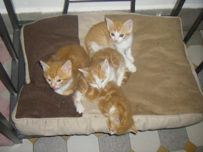 * [EN QUARANTAINE] ROXY, rousse et blanche, 3 ans - F et ses 4 chatons Imgp5518