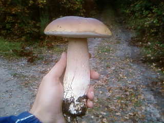 some mushroom ( pas ceux de mario bros ) Sp_a3317