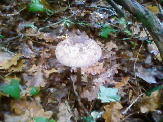 some mushroom ( pas ceux de mario bros ) Sp_a3324