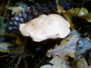 some mushroom ( pas ceux de mario bros ) Sp_a3329