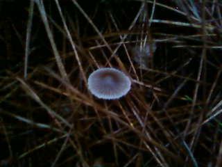 some mushroom ( pas ceux de mario bros ) Sp_a3336