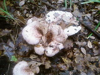 some mushroom ( pas ceux de mario bros ) Sp_a3337