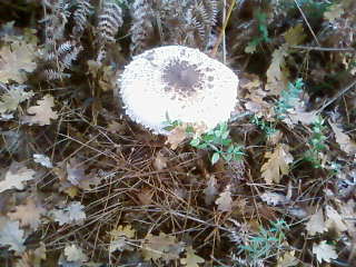 some mushroom ( pas ceux de mario bros ) Sp_a3343