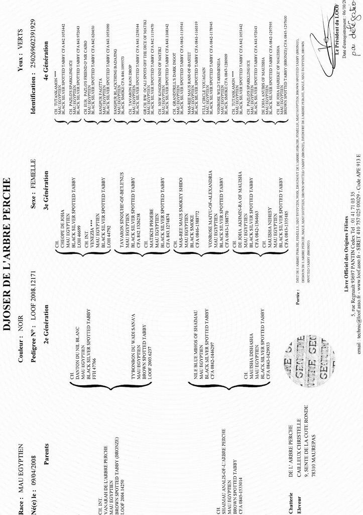 DJOSER DE L'ARBRE PERCHE Ped_dj10