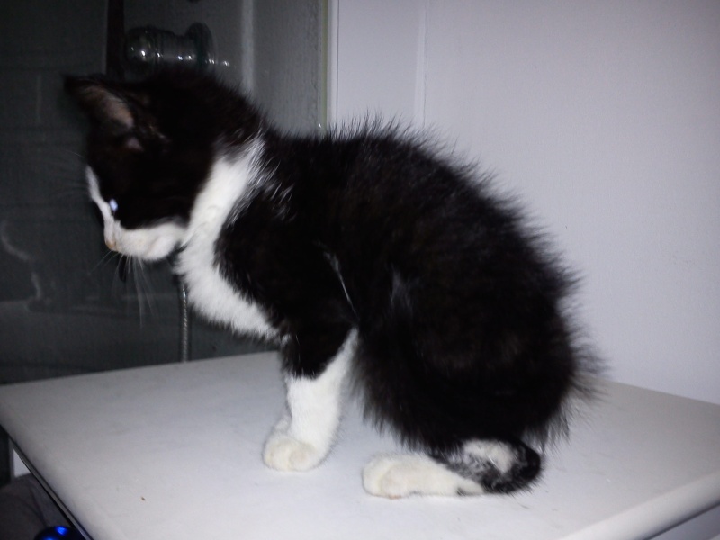 Ganache, chaton noir et blanc, 5 semaines, sorti de fourrière du 62 Dsc00111