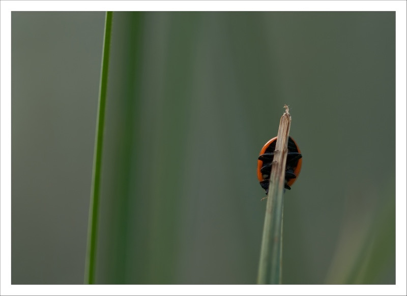 Quelques coccinelles Aaa_0023
