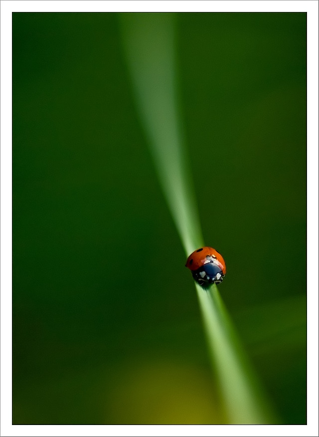 Quelques coccinelles Aaa_0024