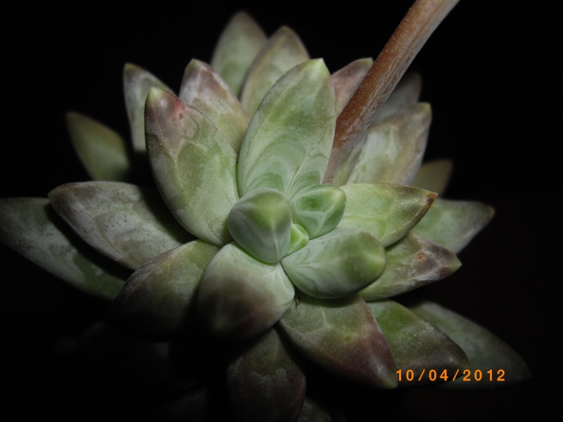 [ Pachyphytum hybride (hookeri x compactum) ] Imgp0513