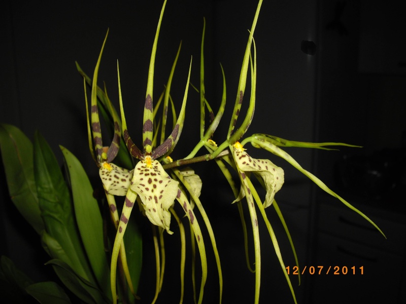 mes orchidées Imgp5212
