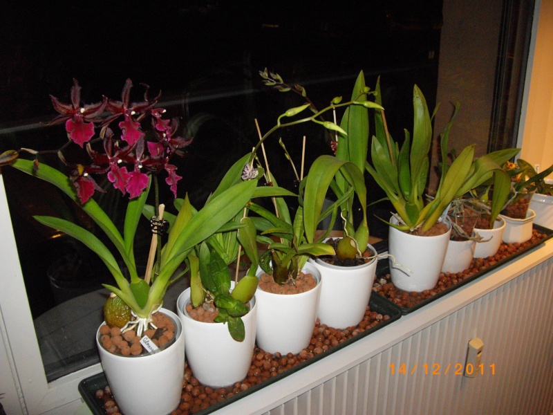 Mes orchidées... par Stape73 Imgp8612