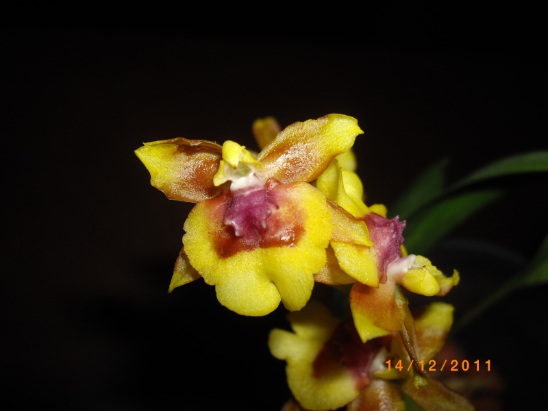 Mes orchidées... par Stape73 Imgp8615