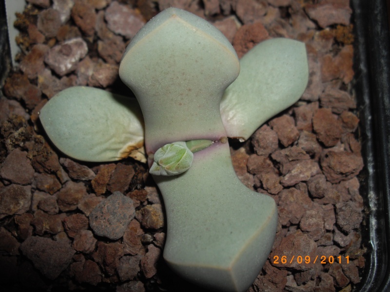 Aizoacées : Lapidaria margaretae Lapida10