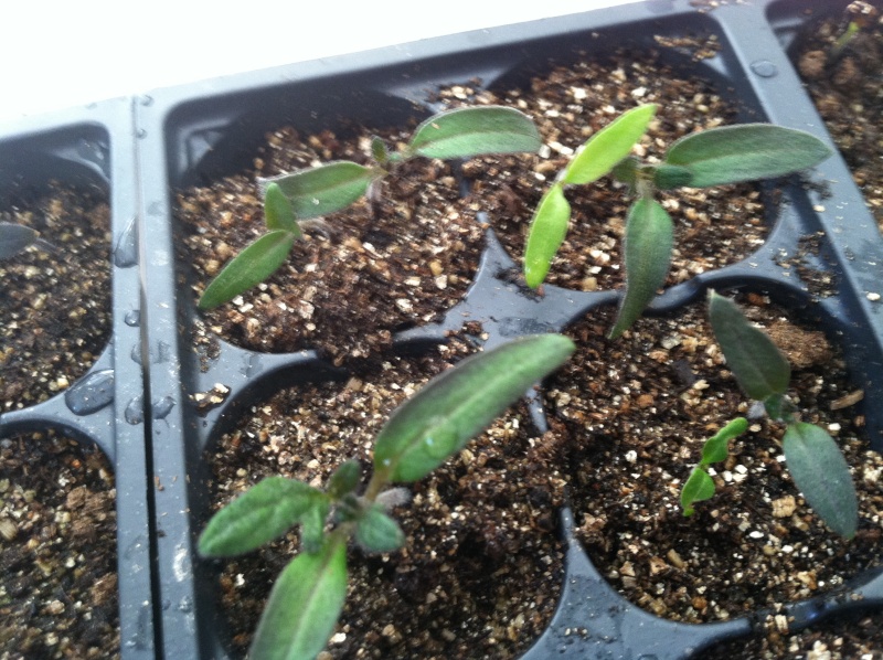 Very dark seedling leaves Img_0411