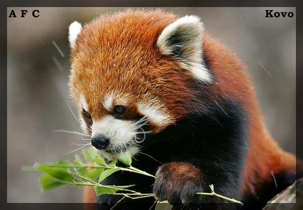 الدب الأحمر Red Panda Redpan10