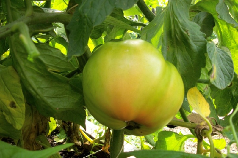Tomato Tuesday 2012 - Page 3 00913
