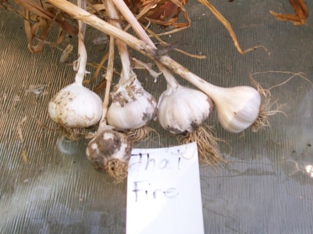 Garlic - Anyone harvested garlic yet? 01710