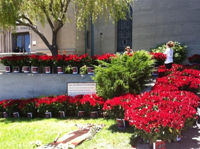 Acheter une rose en l'honneur de Michael Jackson 1212