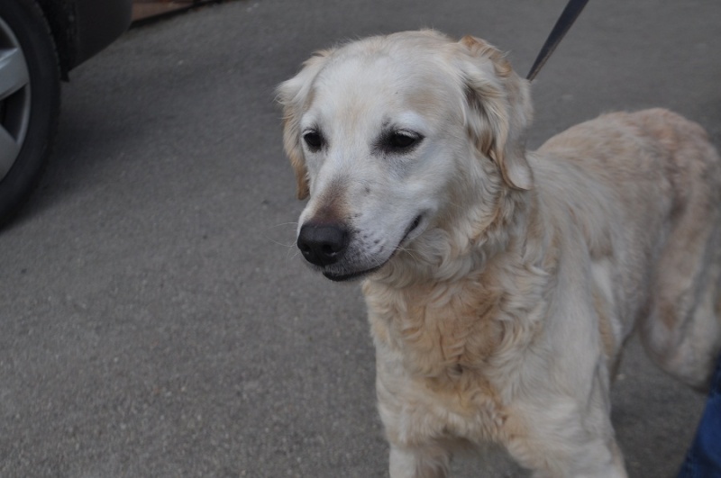 FANNY - golden retriever 6 ans - SVPA à Verviers (Belgique) Dsc_1398