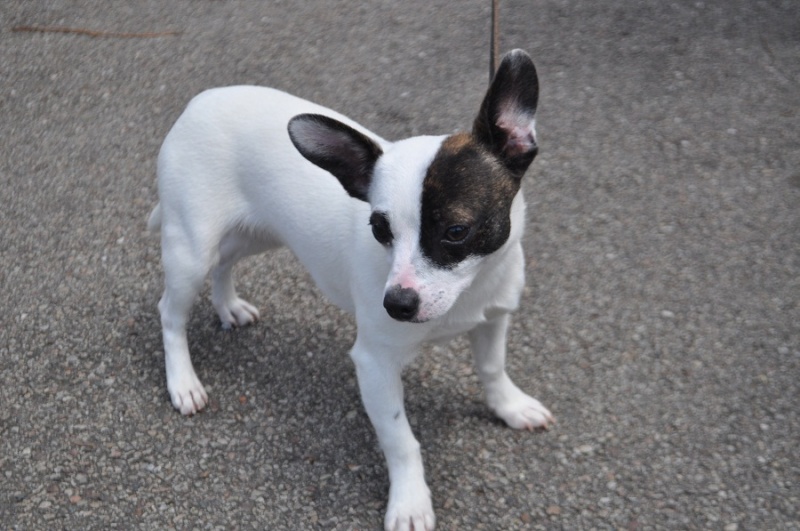 FIFILLE - x jack russel 9 mois - SVPA à Verviers (Belgique) Dsc_2019