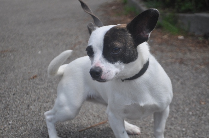 FIFILLE - x jack russel 9 mois - SVPA à Verviers (Belgique) Dsc_2022