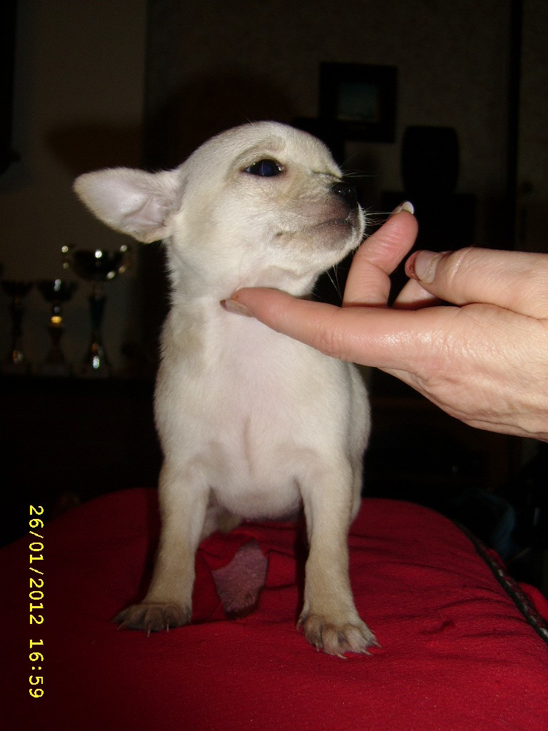 2 superbes femelles chihuahuas p.c,1 creme,1 noire et feu. Ssa50027