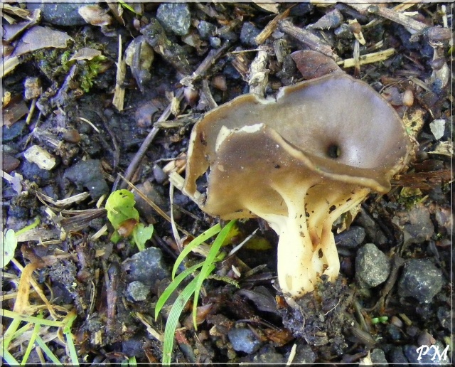 Un classique de la saison, Helvelle en calice ( Helvella acetabulum) Champi10