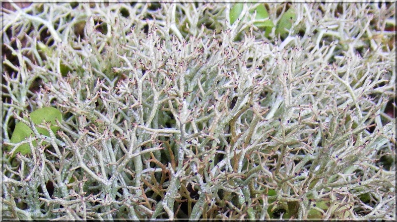 Lichen foliacé [Cladonia foliacea subsp. foliacea] Cladon10