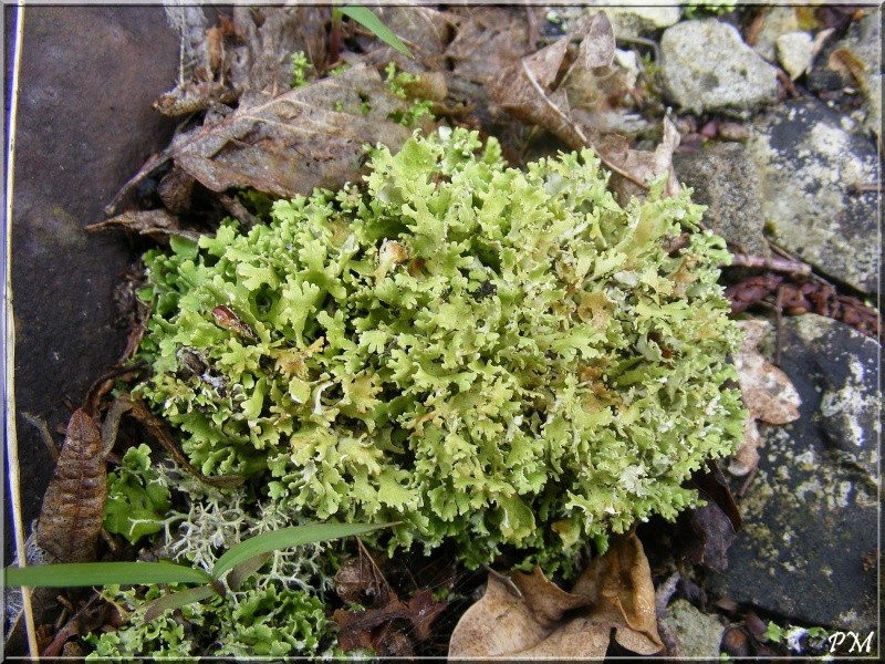 Lichen foliacé [Cladonia foliacea subsp. foliacea] Lichen10