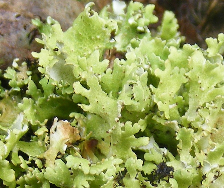 Lichen foliacé [Cladonia foliacea subsp. foliacea] Lichen11
