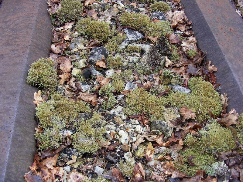 Lichen foliacé [Cladonia foliacea subsp. foliacea] Lichen12