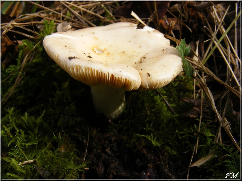 Russula ochracea ? (Russula sp) Russul20